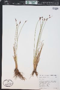 Juncus drummondii image