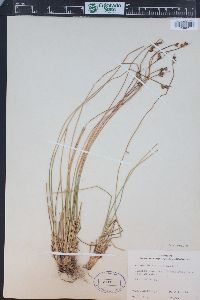 Juncus drummondii image