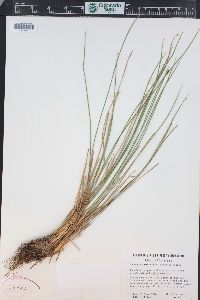 Juncus drummondii image