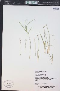 Juncus drummondii image