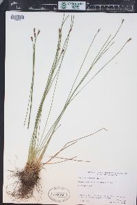 Juncus drummondii image