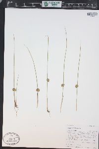 Juncus filiformis image