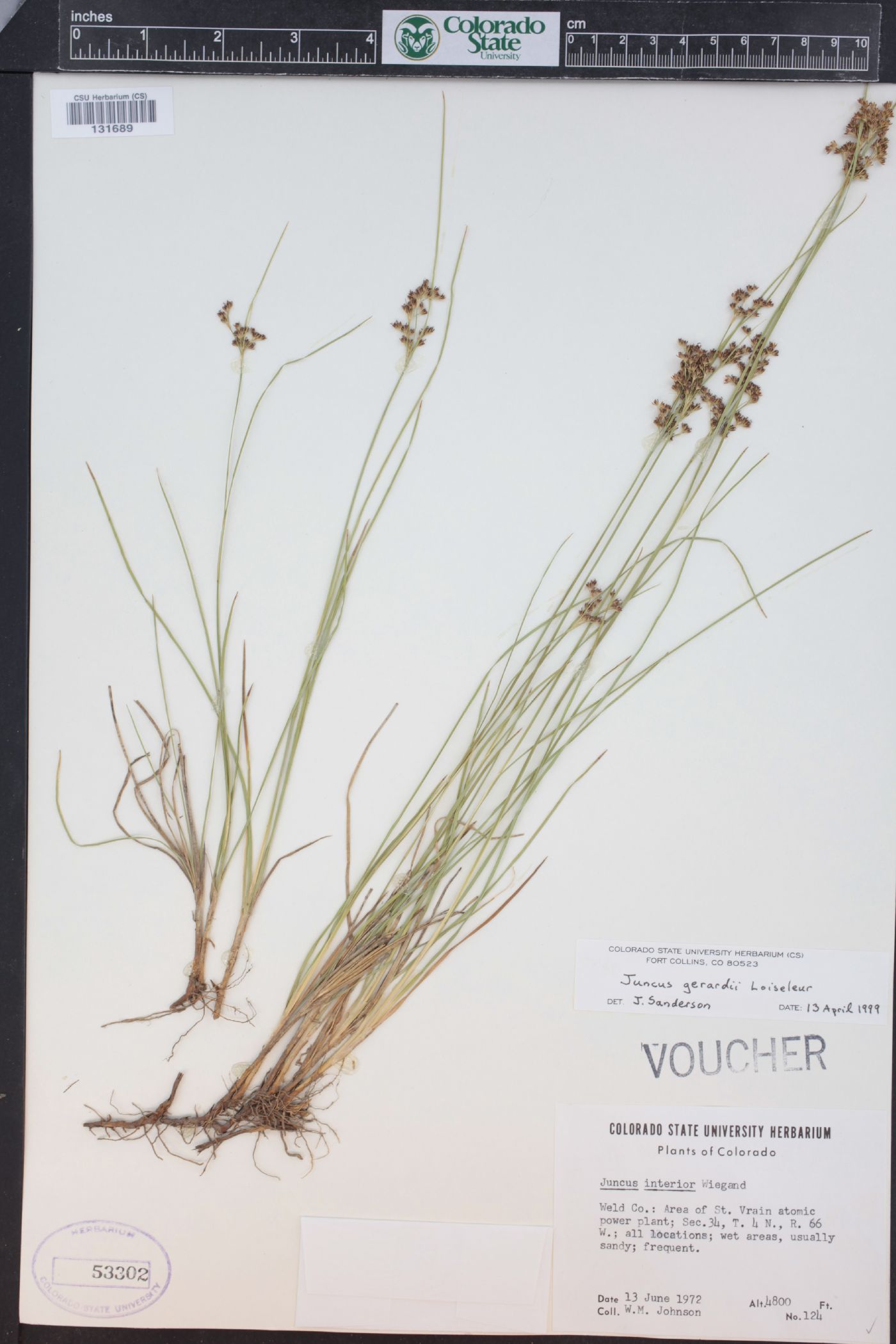 Juncus gerardii image