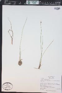 Juncus hallii image