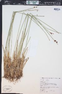 Juncus hallii image