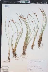 Juncus hallii image