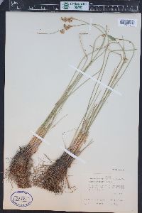 Juncus interior image