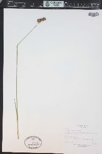 Juncus longistylis image