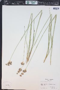 Juncus longistylis image