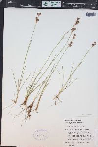 Juncus longistylis image