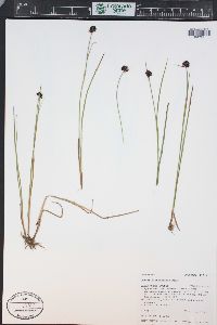 Juncus mertensianus image