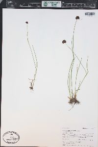 Juncus mertensianus image