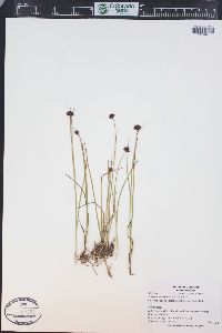 Juncus mertensianus image