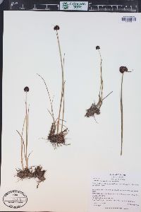 Juncus mertensianus image