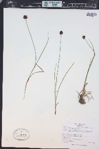 Juncus mertensianus image