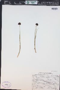 Juncus mertensianus image