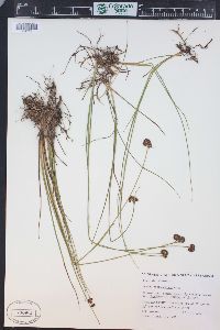 Juncus mertensianus image