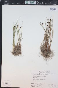 Juncus mertensianus image