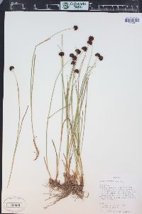 Juncus mertensianus image