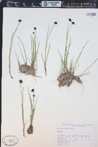 Juncus mertensianus image