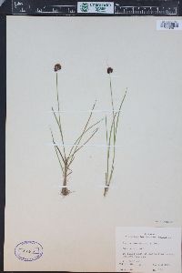 Juncus mertensianus image