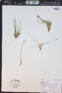 Juncus parryi image