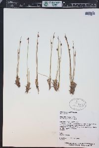 Juncus parryi image