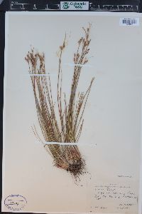 Juncus parryi image