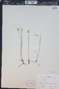 Juncus nodosus image