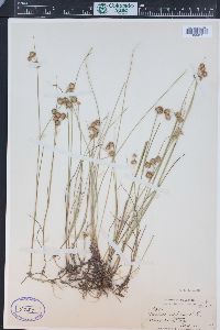 Juncus nodosus image