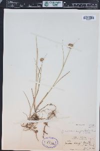 Juncus nodosus image