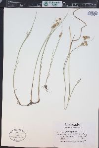 Juncus nodosus image