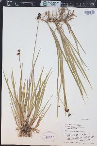 Juncus ensifolius var. montanus image