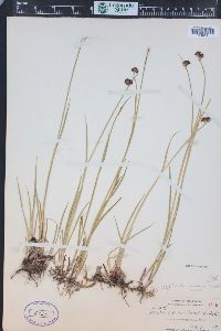 Juncus ensifolius var. montanus image