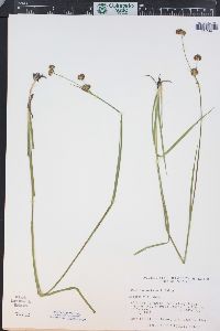 Juncus ensifolius var. montanus image