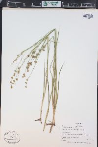 Juncus ensifolius var. montanus image