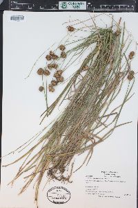 Juncus ensifolius var. montanus image