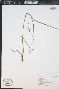 Juncus ensifolius var. montanus image