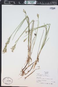 Juncus ensifolius var. montanus image