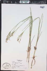 Juncus ensifolius var. montanus image