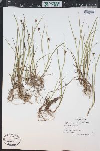 Juncus ensifolius var. montanus image