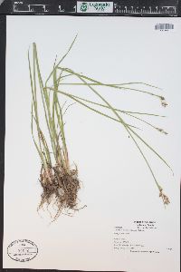 Juncus ensifolius var. montanus image