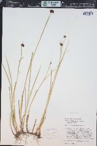 Juncus ensifolius var. montanus image