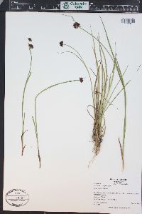 Juncus ensifolius var. montanus image