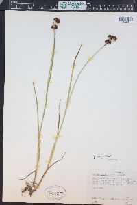 Juncus ensifolius var. montanus image