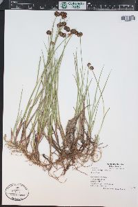 Juncus ensifolius var. montanus image