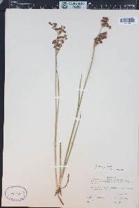 Juncus ensifolius var. montanus image