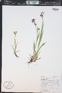 Luzula parviflora image