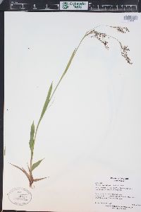 Luzula parviflora image