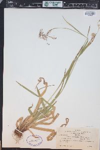 Luzula parviflora image